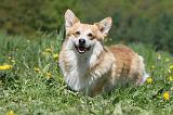 CORGI PEMBROKE 613